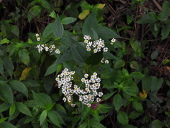 Alloispermum