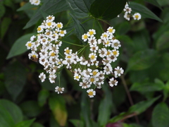 Alloispermum