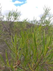 Dodonaea viscosa viscosa