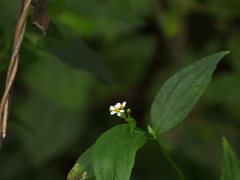 Alloispermum