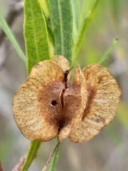 Dodonaea viscosa viscosa