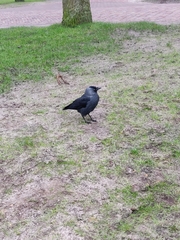 Corvus monedula monedula