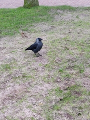 Corvus monedula monedula