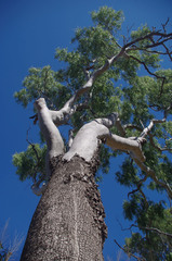 Corymbia tessellaris