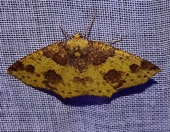 Periclina merana