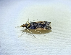 Scoparia phalerias