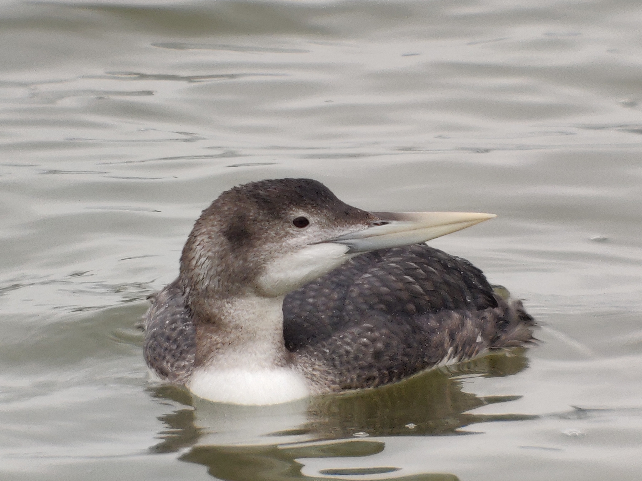 White-billed Diver (Gavia adamsii)