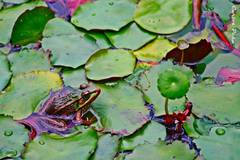 Lithobates forreri
