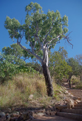 Corymbia tessellaris