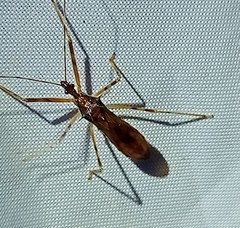 Rocconota annulicornis