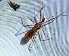 Rocconota annulicornis