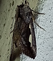 Didugua argentilinea