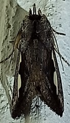 Didugua argentilinea