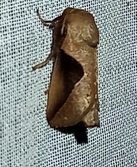 Prolimacodes triangulifera