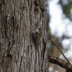 Certhia brachydactyla