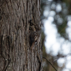 Certhia brachydactyla