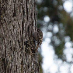 Certhia brachydactyla