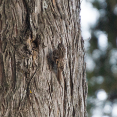 Certhia brachydactyla