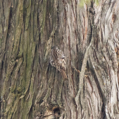 Certhia brachydactyla