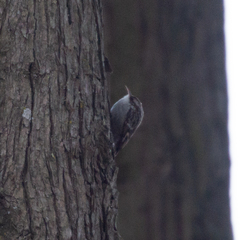 Certhia brachydactyla