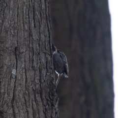 Certhia brachydactyla