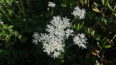 Heracleum apiifolium