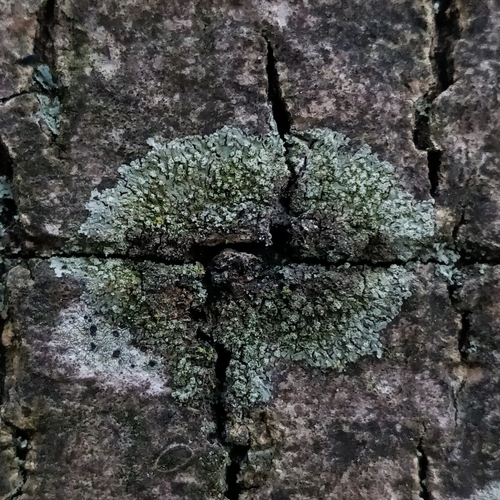 Grainy Shadow-crust Lichen