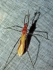 Ricolla quadrispinosa