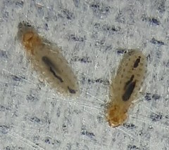 Phthiraptera