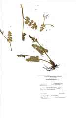 Botrychium crenulatum