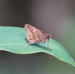 Psoralis stacara