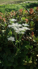 Heracleum apiifolium