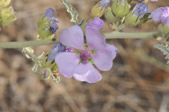 Sphaeralcea polychroma