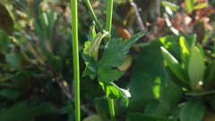 Heracleum apiifolium