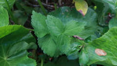 Heracleum apiifolium