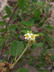 Melochia betonicifolia
