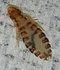 Phthiraptera