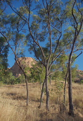 Eucalyptus drepanophylla