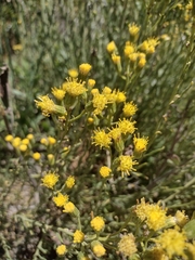 Senecio patagonicus