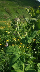 Arafoe aromatica