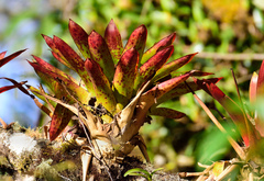 Tillandsia biflora