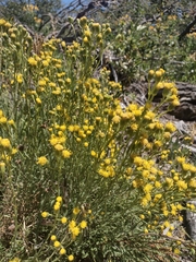 Senecio patagonicus