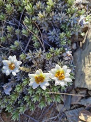 Leucogenes leontopodium