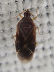 Cimicoidea