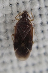 Cimicoidea
