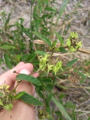 Melochia betonicifolia