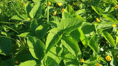 Arafoe aromatica