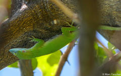 Anolis allisoni