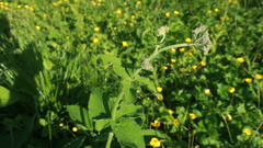 Arafoe aromatica