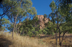 Eucalyptus drepanophylla